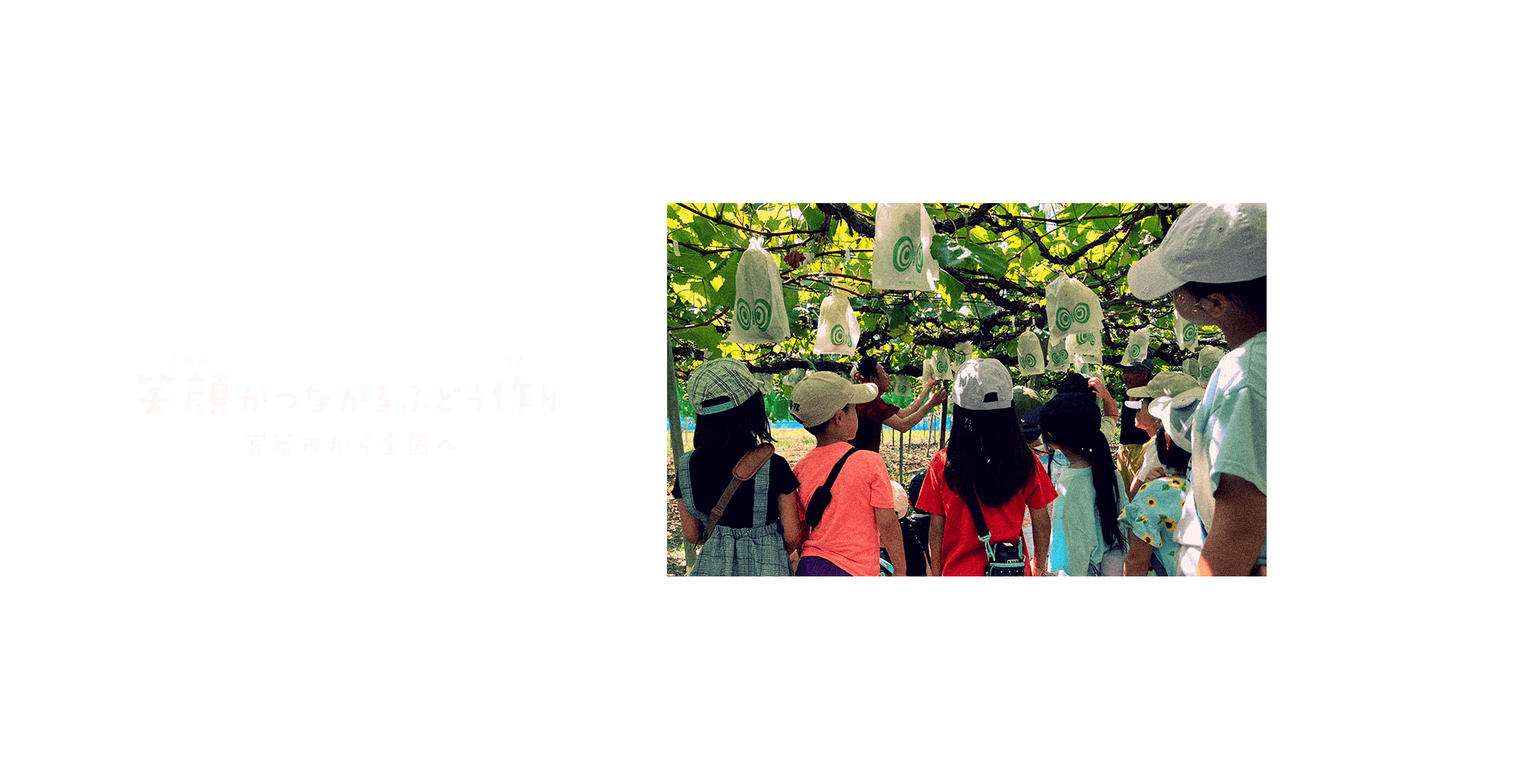 笑顔がつながるぶどう作り、宮若市から全国へ